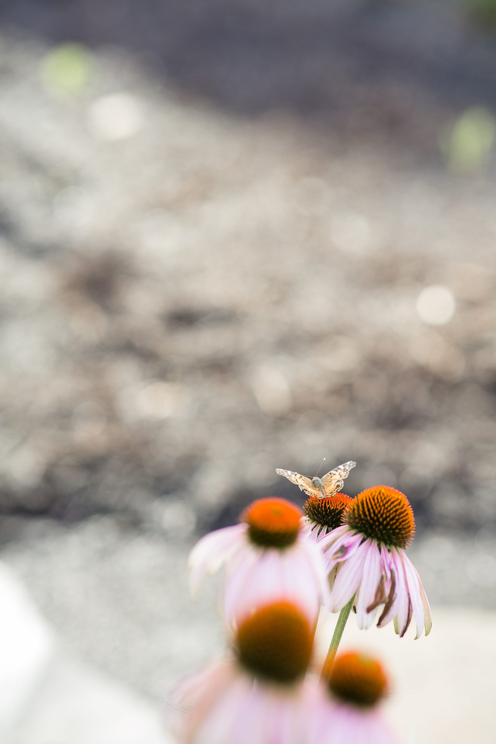 butterfly sits on pink daisy